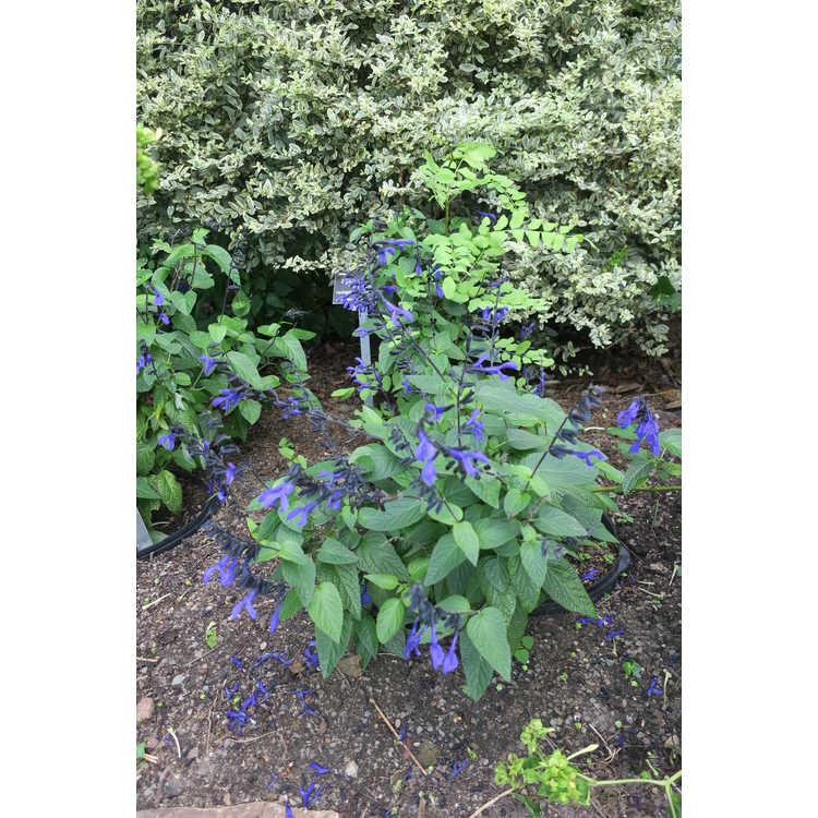Salvia coerulea 'Black and Bloom' - blue anise sage