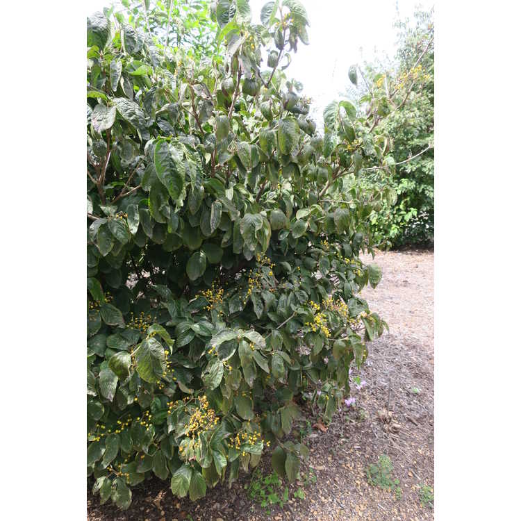 yellow-berry linden viburnum