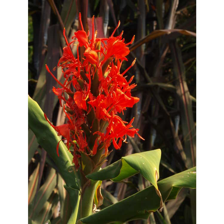 Hedychium rubrum - red ginger-lily
