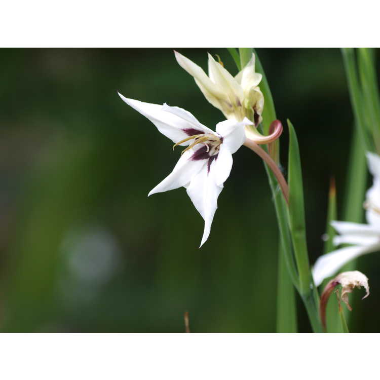 Gladiolus murielae - Abyssinian gladiolus