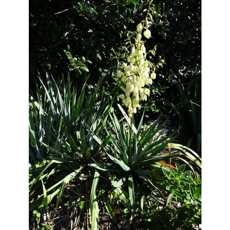 Yucca recurvifolia - curve-leaf yucca