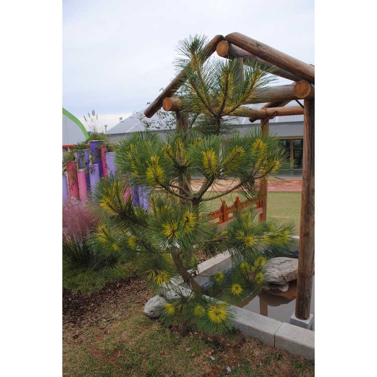 <em>Pinus densiflora</em> 'Oculus-draconis'