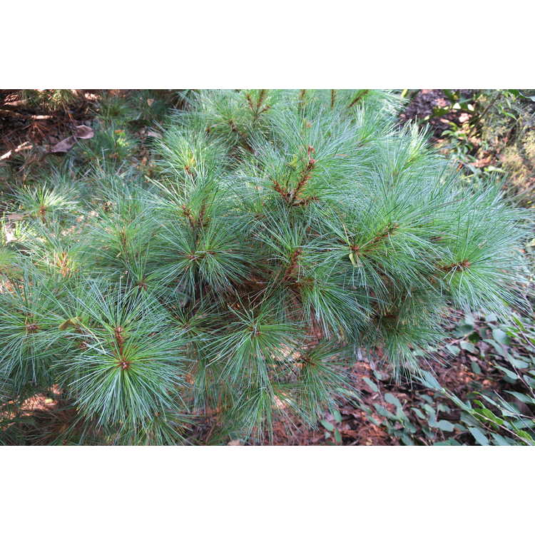 Pinus strobus f. nana - dwarf eastern white pine