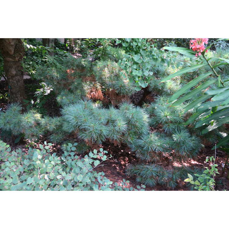 <em>Pinus strobus</em> f.<em> nana</em>