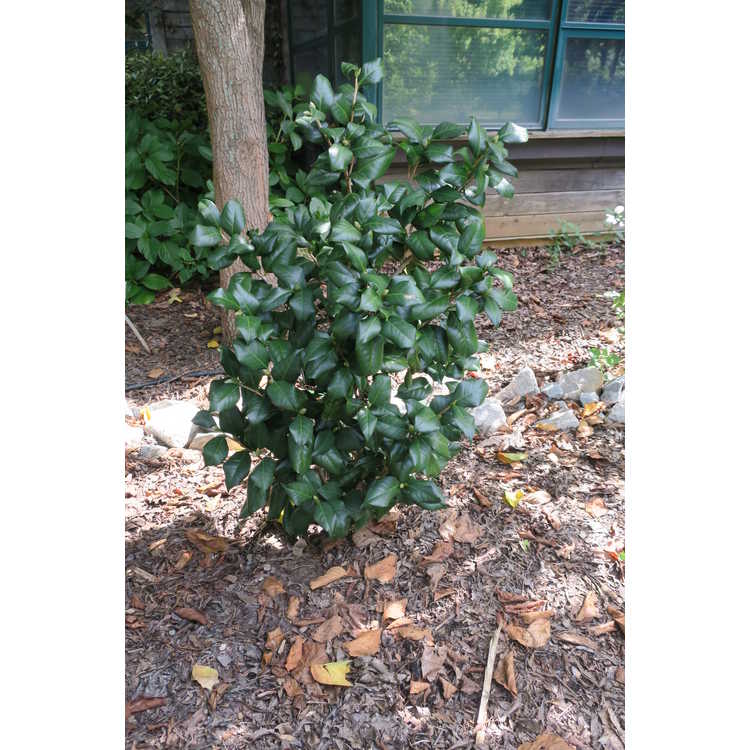 Camellia japonica 'Anacostia' - Japanese camellia