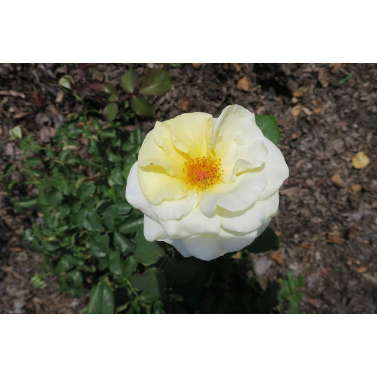 Rosa 'Baiage' - Easy Elegance High Voltage shrub rose