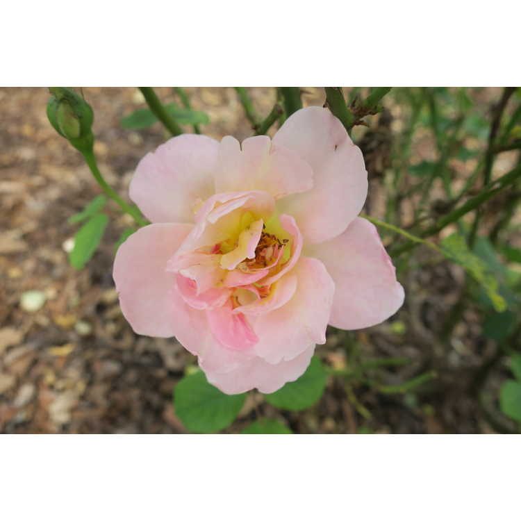 Rosa 'Auscousin' - Boscobel English shrub rose