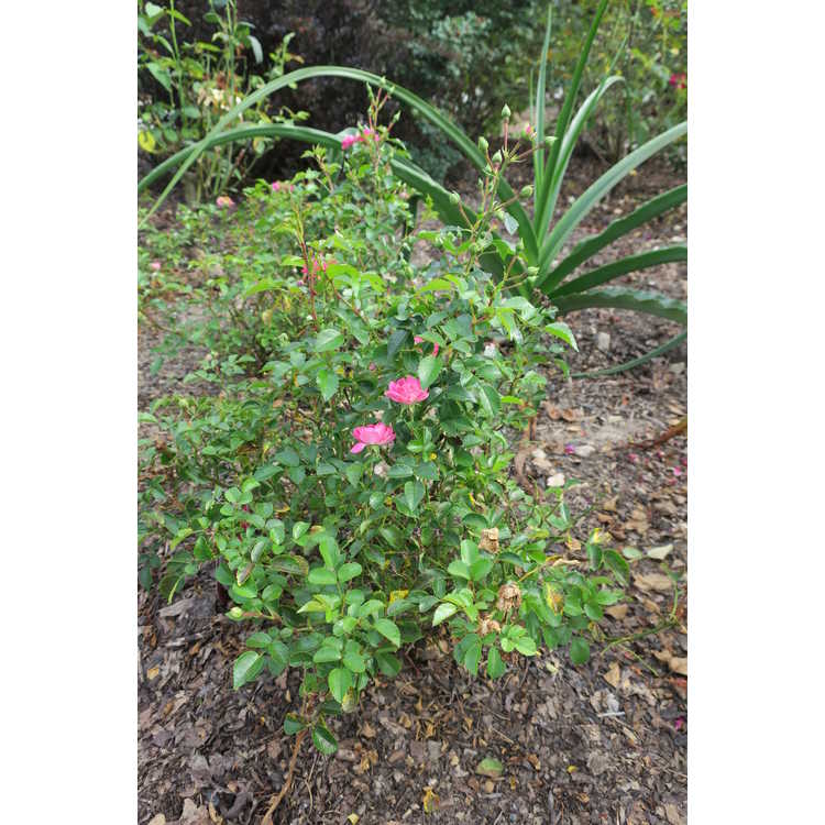 Rosa 'Baiief' - Easy Elegance Little Mischief shrub rose