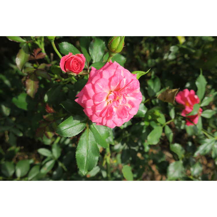 Rosa 'Meiswetdom' - Sweet Drift ground cover rose
