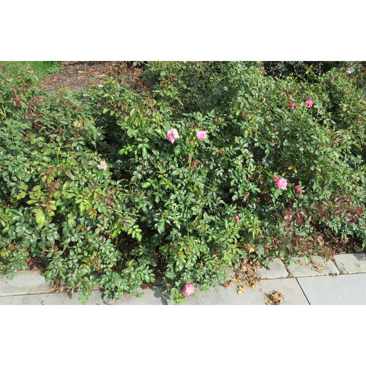 Rosa 'Meiswetdom' - Sweet Drift ground cover rose