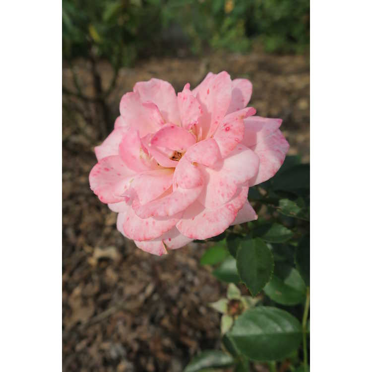 Rosa 'Baiypso' - Easy Elegance Calypso compact shrub rose