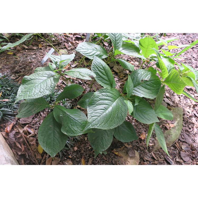 Chloranthus sessilifolius var. austrosinensis - sessile chloranthus