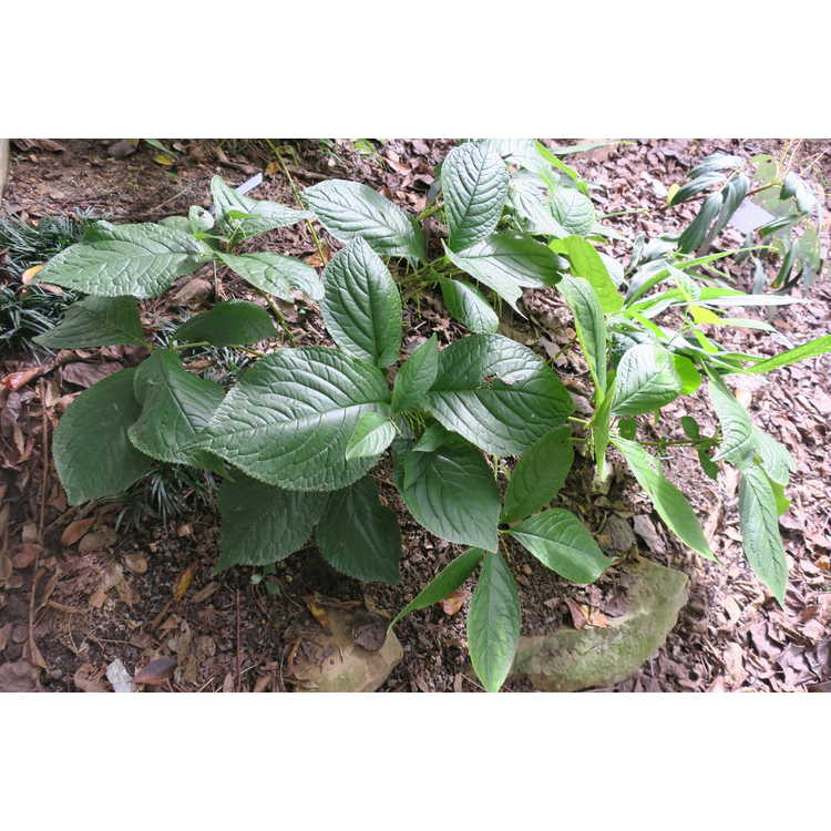 Chloranthus sessilifolius var. austrosinensis