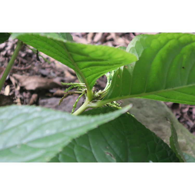 Chloranthus sessilifolius var. austrosinensis - sessile chloranthus