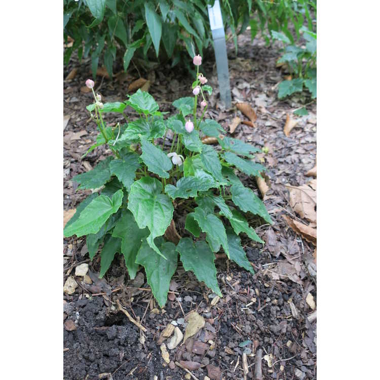 Begonia formosana