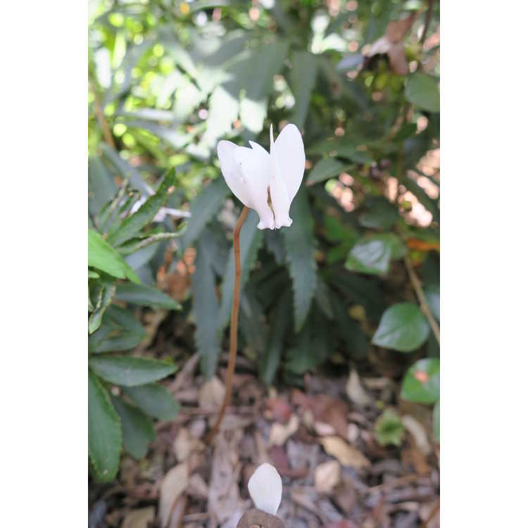 Cyclamen hederifolium Album silver leaf