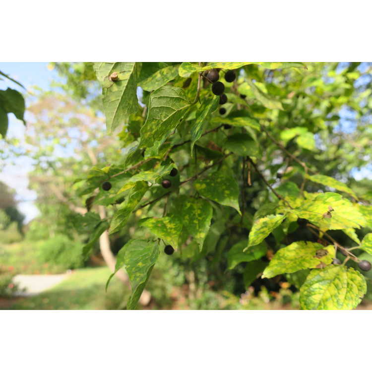 Celtis tenuifolia - dwarf hackberry