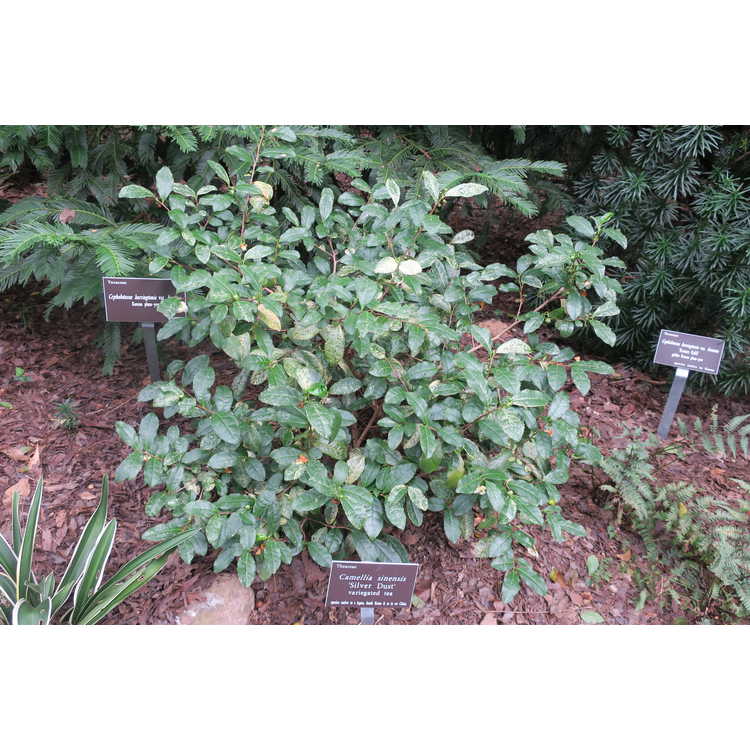 Camellia sinensis 'Silver Dust' - variegated tea