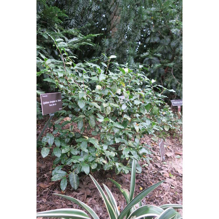 Camellia sinensis 'Silver Dust' - variegated tea