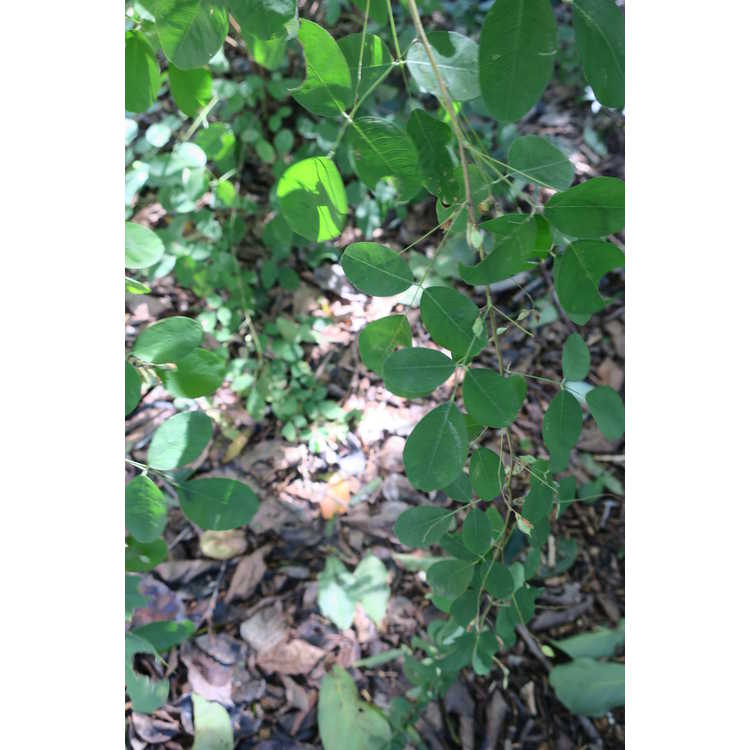 oriental bush-clover