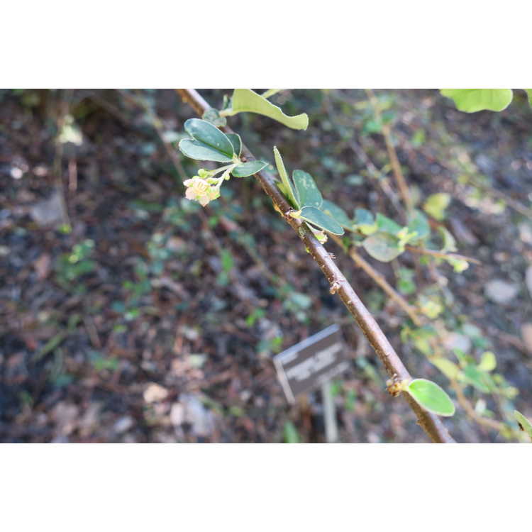 Cotoneaster fangianus