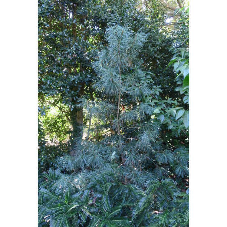 variegated Korean pine