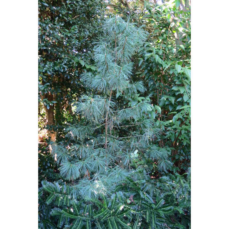 Pinus koraiensis 'Dragon Eye' - variegated Korean pine