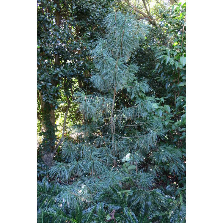 Pinus koraiensis 'Dragon Eye' - variegated Korean pine