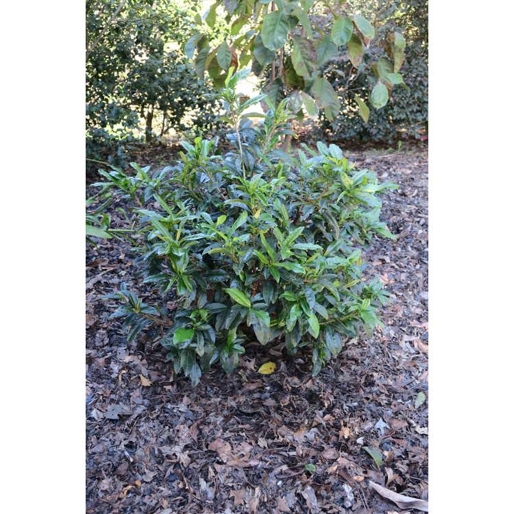 Prunus laurocerasus 'Chestnut Hill' - dwarf cherrylaurel
