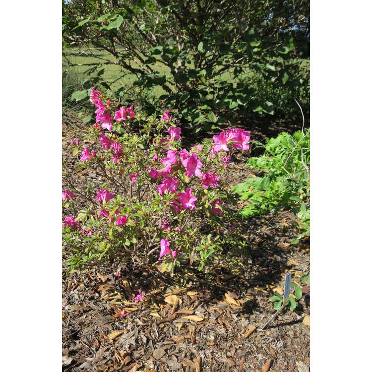 Rhododendron Rlh1-4p19 Bloom-A-Thon Lavender