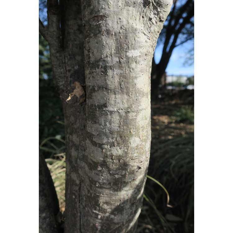 <em>Quercus palustris</em> 'Pringreen'