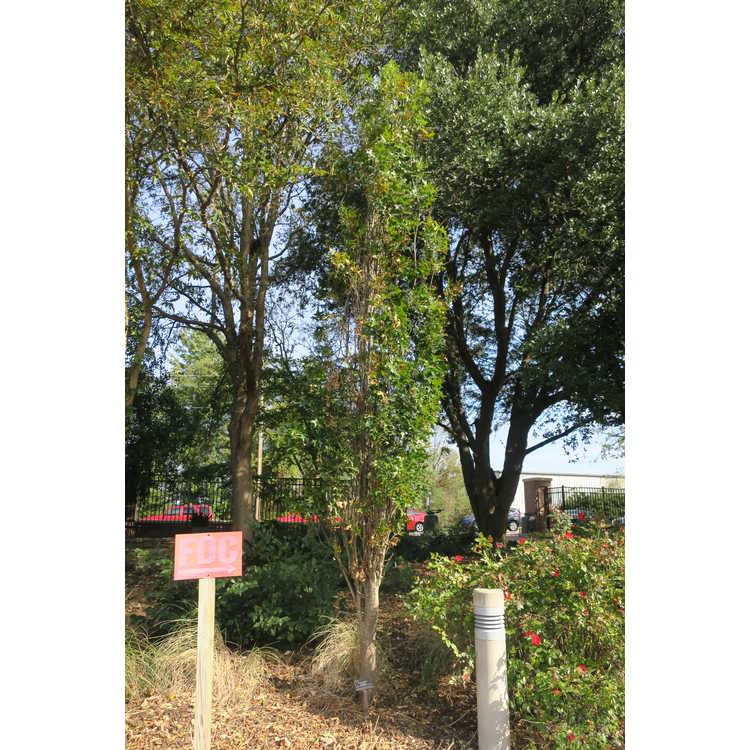 Green Pillar columnar pin oak