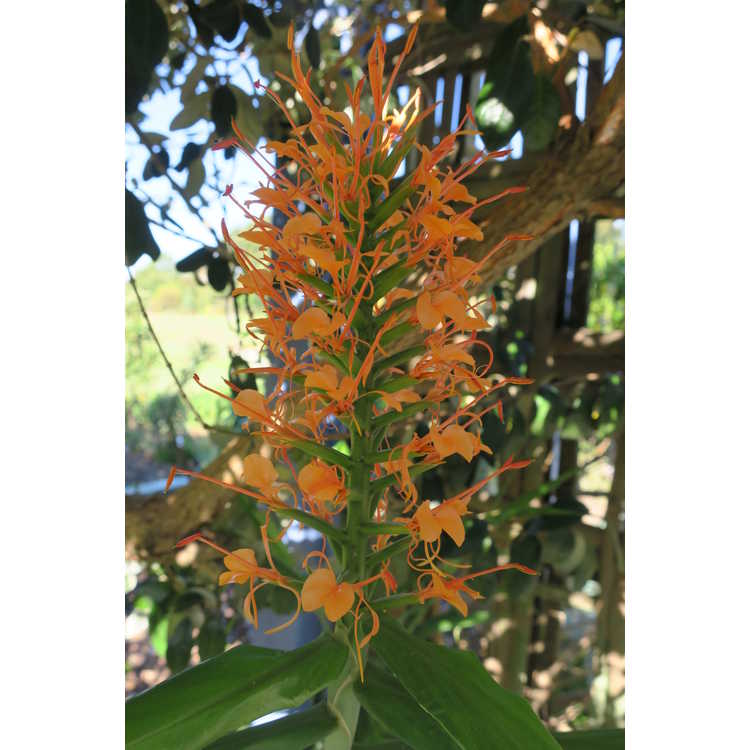Hedychium coccineum - red ginger-lily