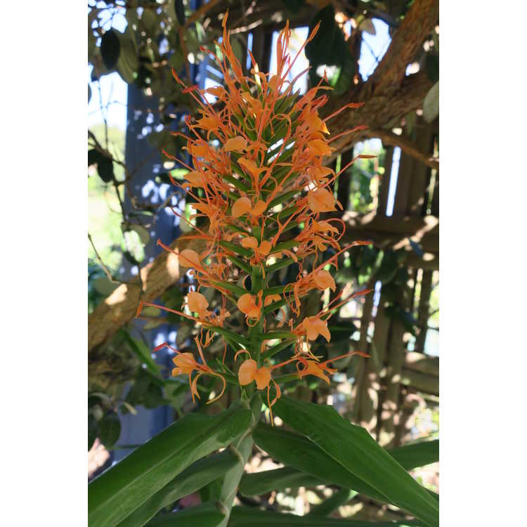 Hedychium coccineum - red ginger-lily