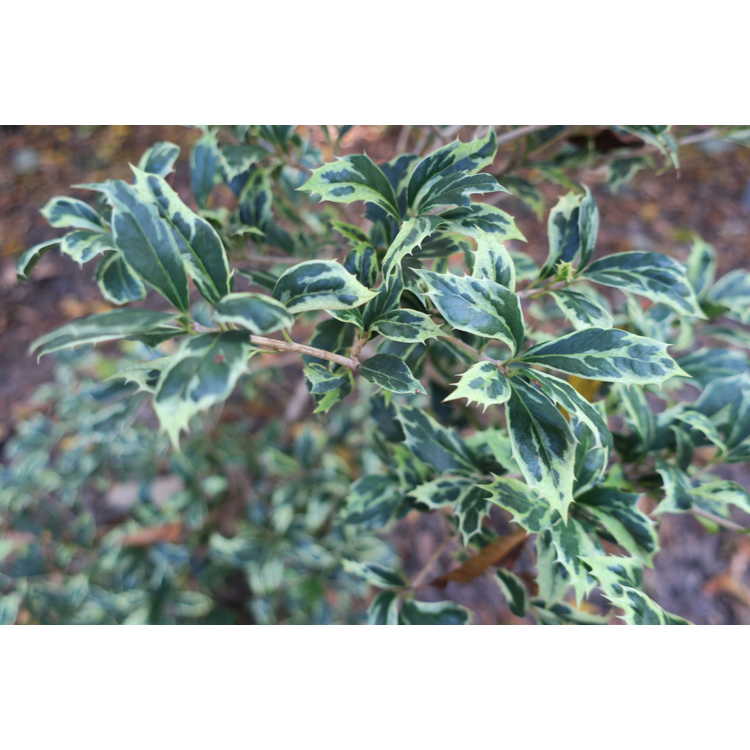 Osmanthus heterophyllus 'Hamakita Shirofu' - dwarf holly tea-olive