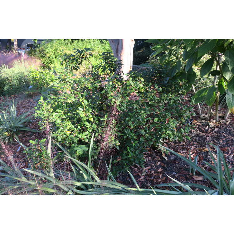 Viburnum ×globosum 'Jermyn's Globe'