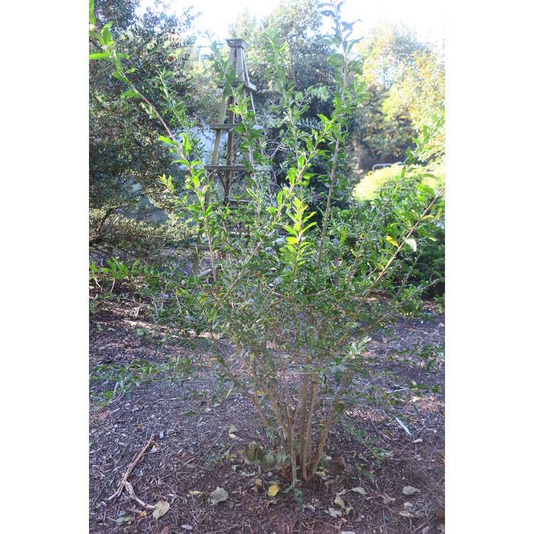Punica granatum (variegated) - variegated pomegranate