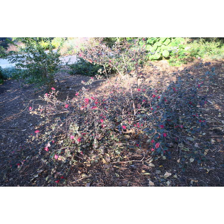 Loropetalum chinense var. rubrum 'Chang Nian Hong' - Ever Red purple-leaf loropetalum