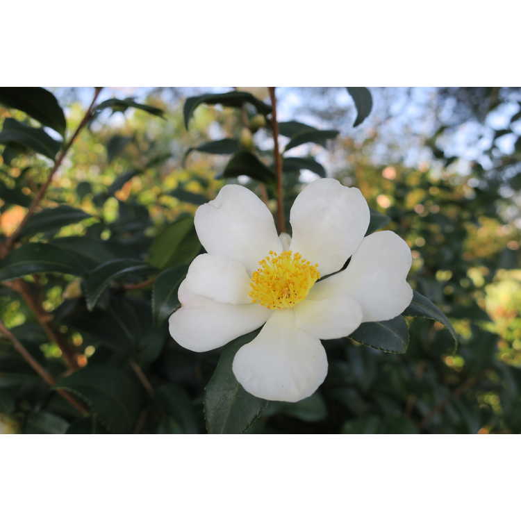 Camellia 'Winter's Star Light' - hybrid camellia