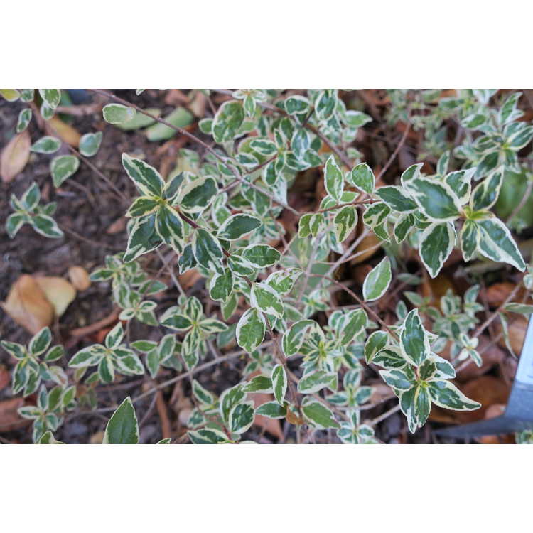Abelia ×grandiflora 'Wev02'