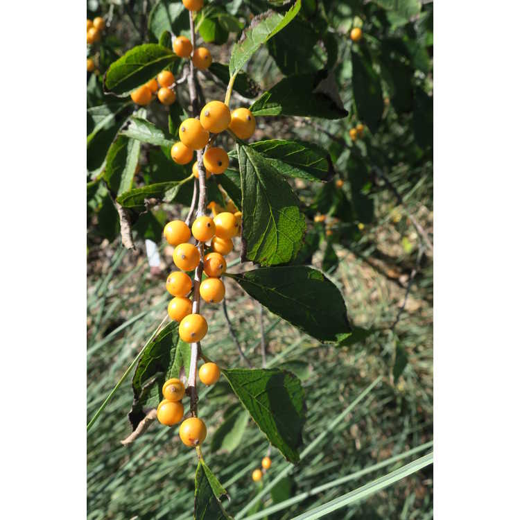 yellow-berry deciduous holly
