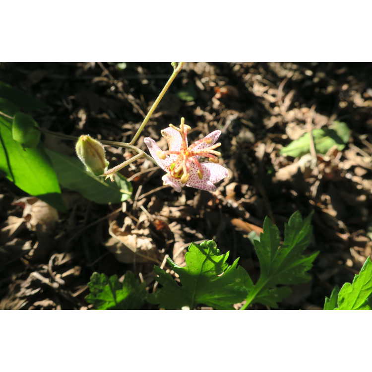 Tricyrtis formosana - toad lily