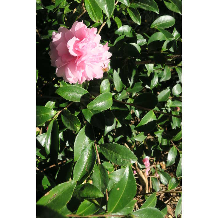 Camellia sasanqua Sarrel