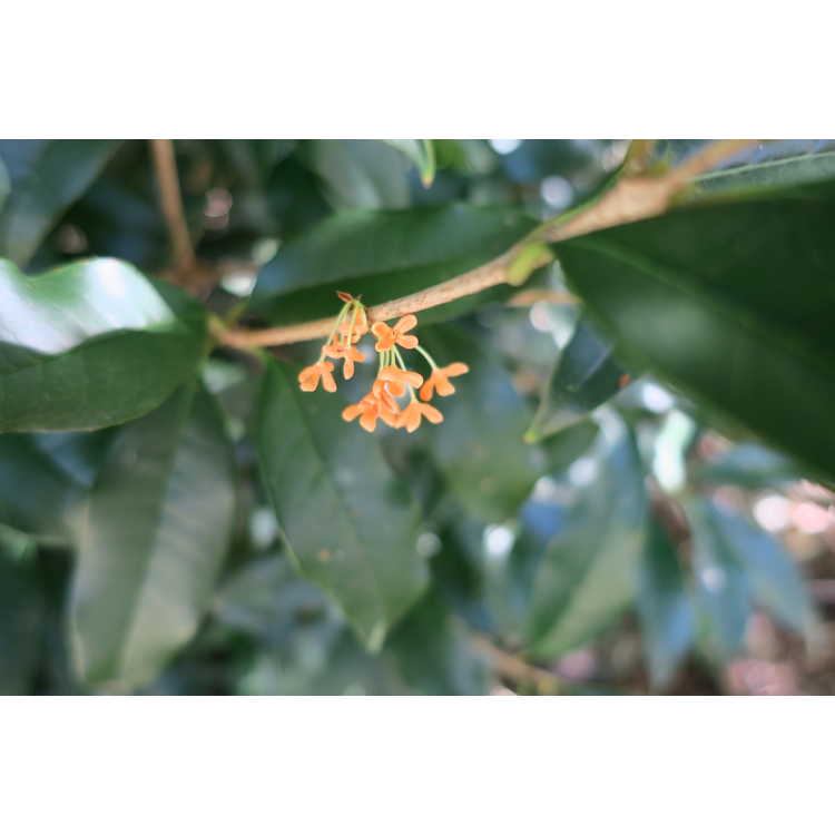 Osmanthus fragrans aurantiacus Orange Supreme