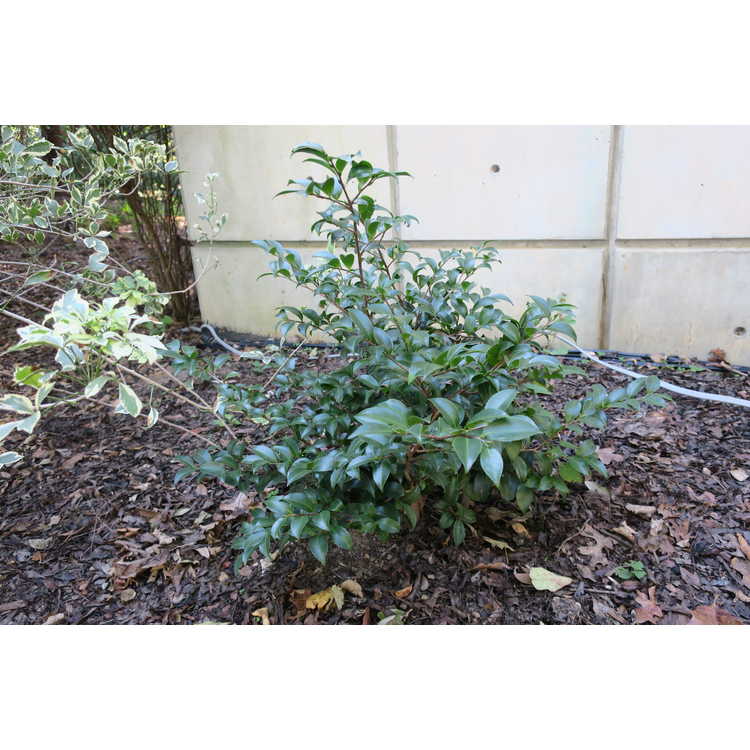 Camellia sasanqua 'Green02-003'