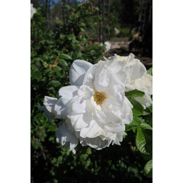 Rosa 'Blanc Double de Courbet' - shrub rose