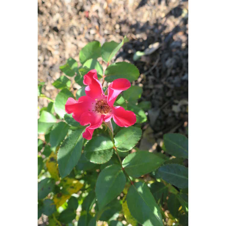 Rosa 'Baineon' - Easy Elegance Screaming Neon Red shrub rose