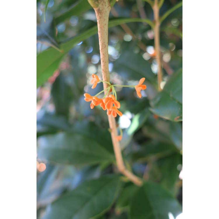 Osmanthus fragrans f. aurantiacus 'Orange Supreme'