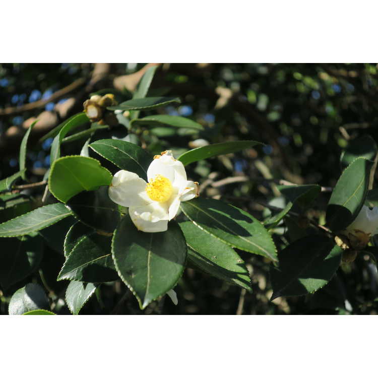Camellia oleifera - tea-oil camellia
