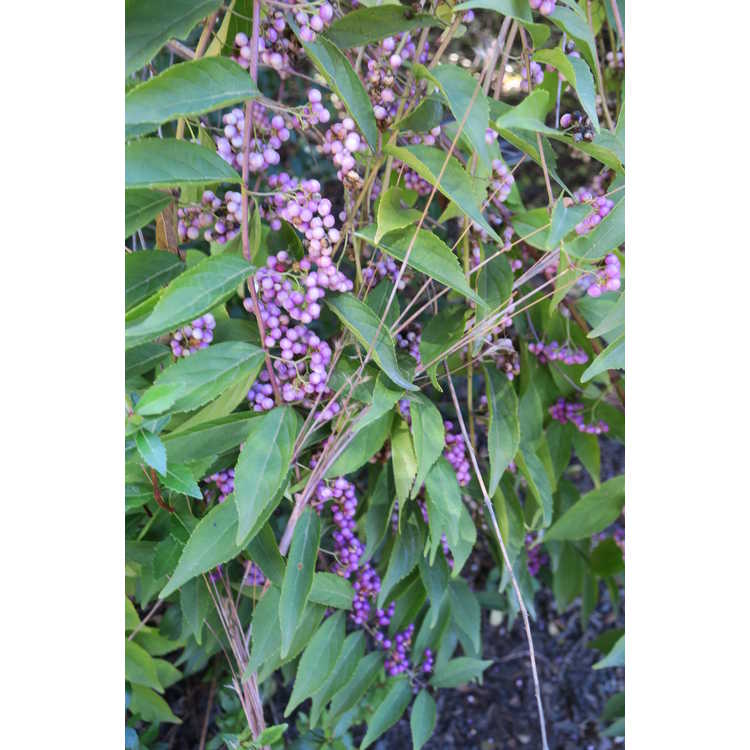 Callicarpa dichotoma 'Issai' - purple beautyberry